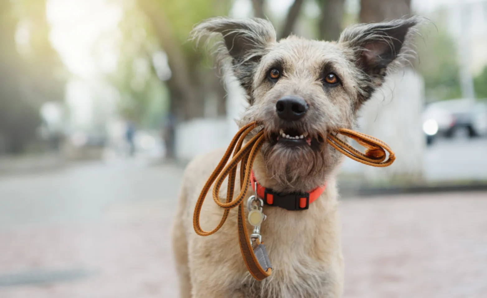 A Gray/Brown Dog Biting its Leash Standing Outside